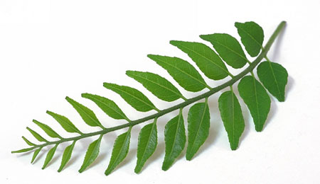 Curry leaves to control hair fall and promote hair growth