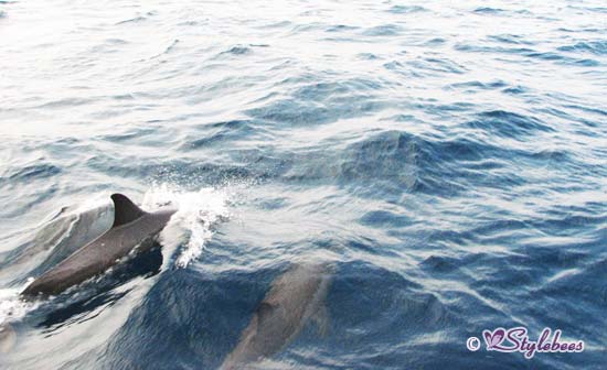 maldive_dolphin_cruise