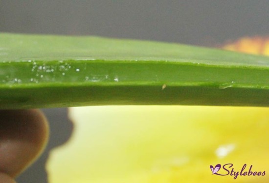 aloe vera storage, aloe vera extraction