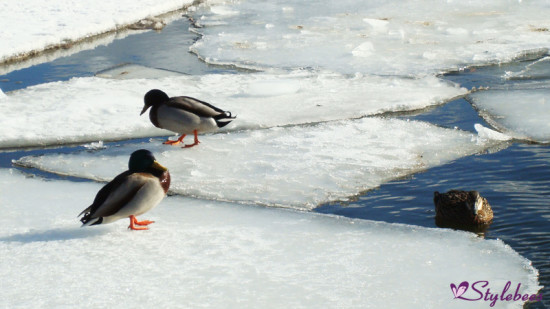 seagulls