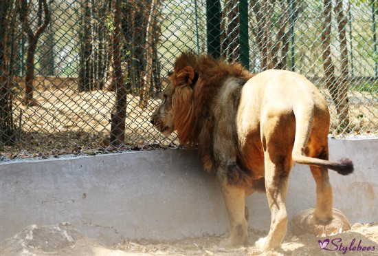 Lion king at bannerghatta national park