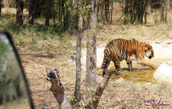 Tiger safari at bannerghatta national park