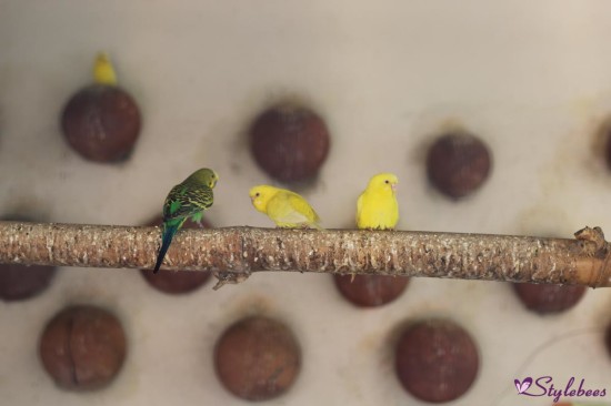 yellow green birds  at national park