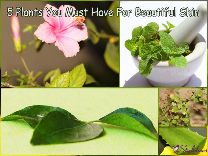 5 Plants to have in home garden for beautiful skin