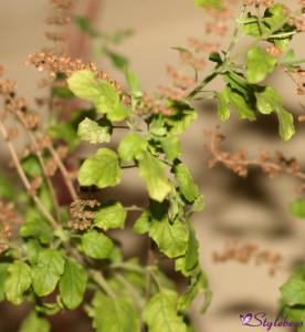 Tulsi leaves for glowing skin and healthy body