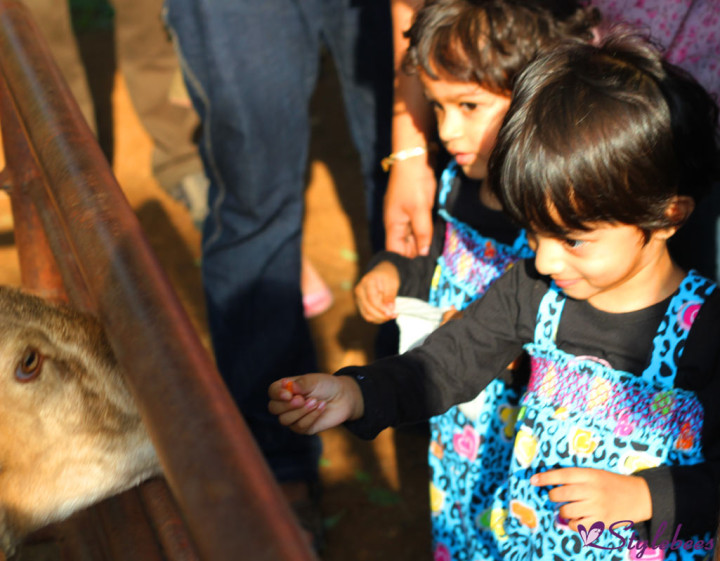 kids feeding animals at Martin Farm Bangalore 2